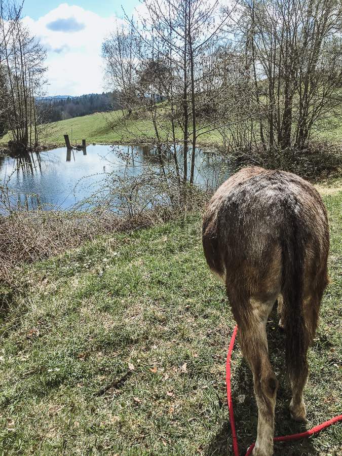 Eselwanderung im Bayerischen Wald