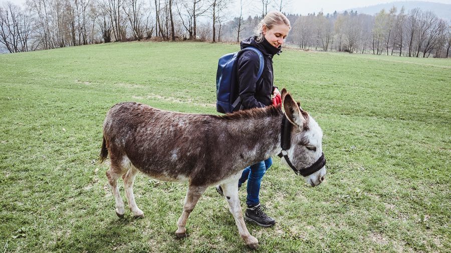 Entspannen bei der Eselwanderung