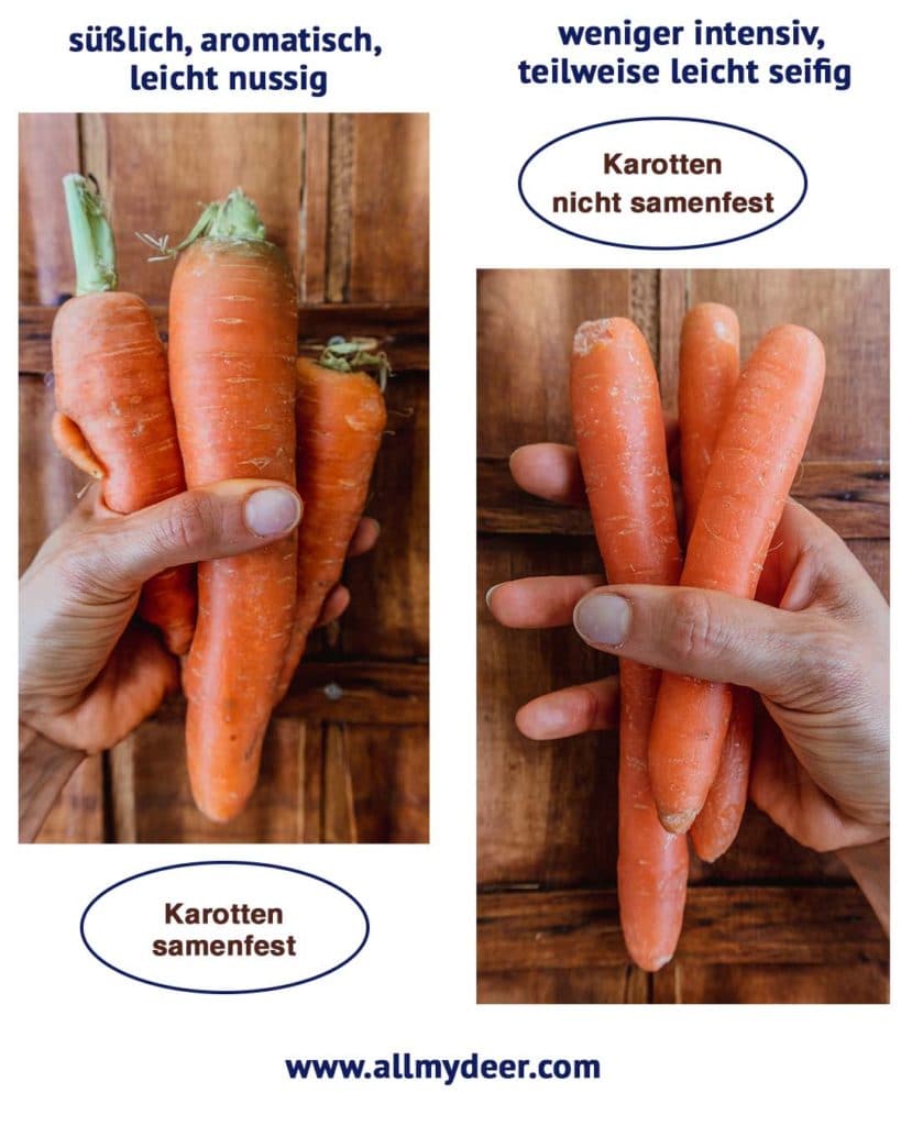 Karotten samenfest Vergleich