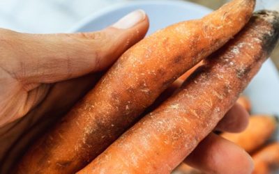So werden schrum­pe­li­ge Karotten wieder knackig: wie du Möhren richtig lagerst und verwertest