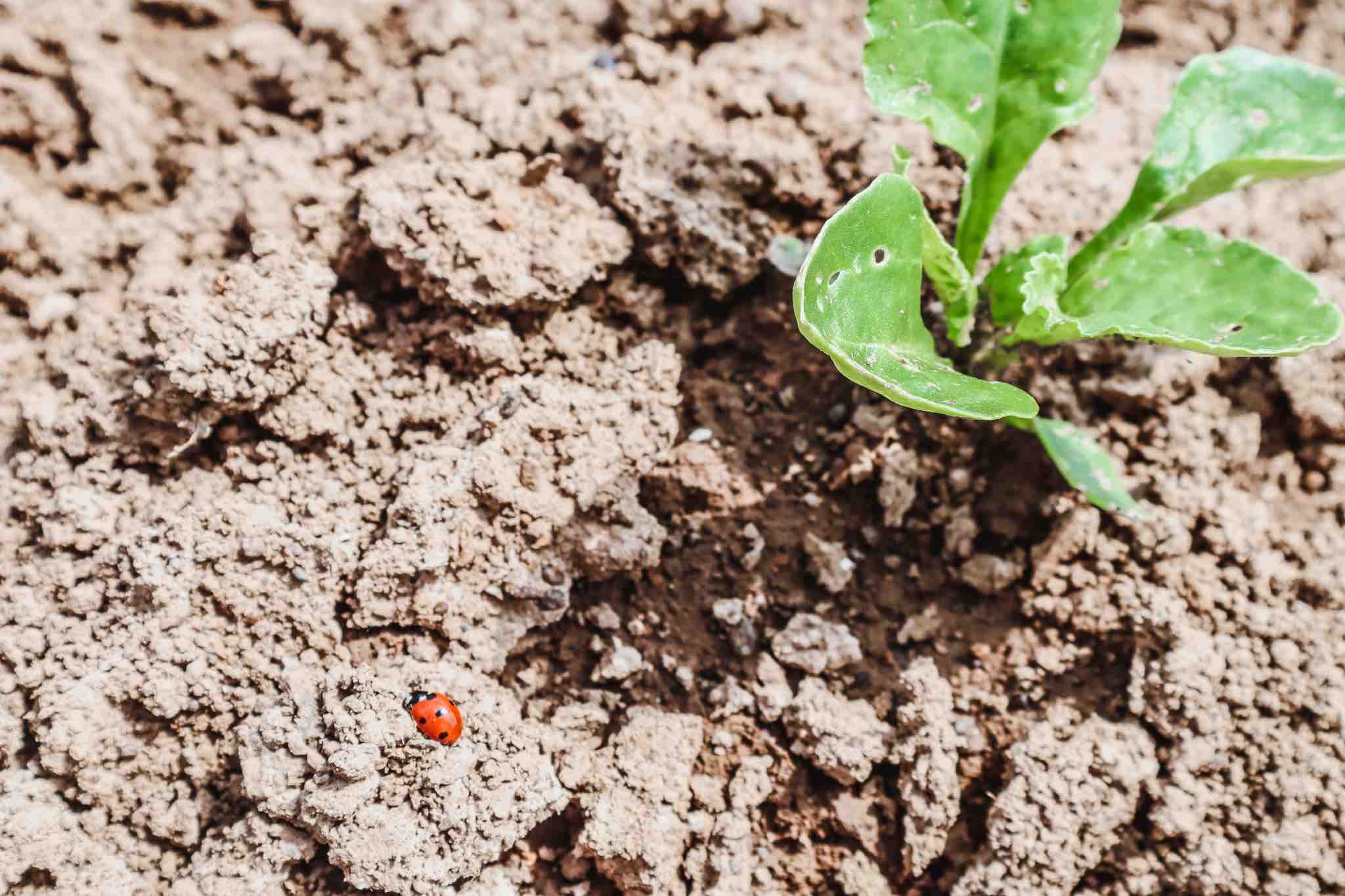 Marienkäfer sind ein Zeichen für Artenvielfalt bei Bio Landwirtschaft