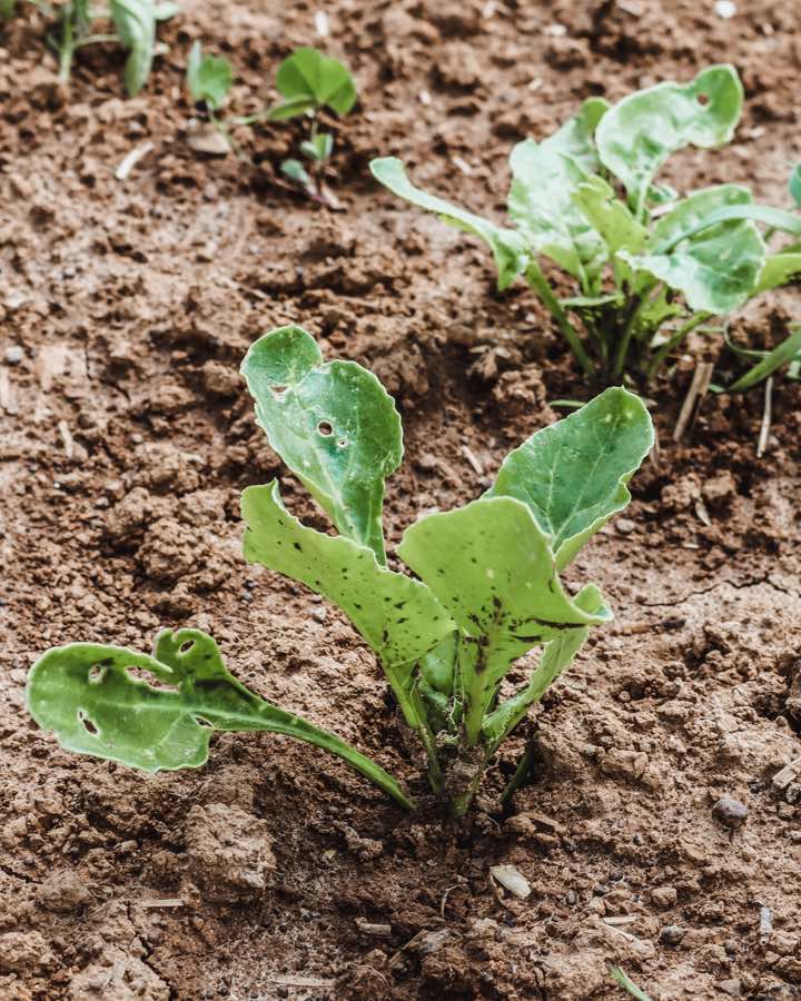 Biodiversität: Bio Zuckerrüben Pflanzen in der Fruchtfolge