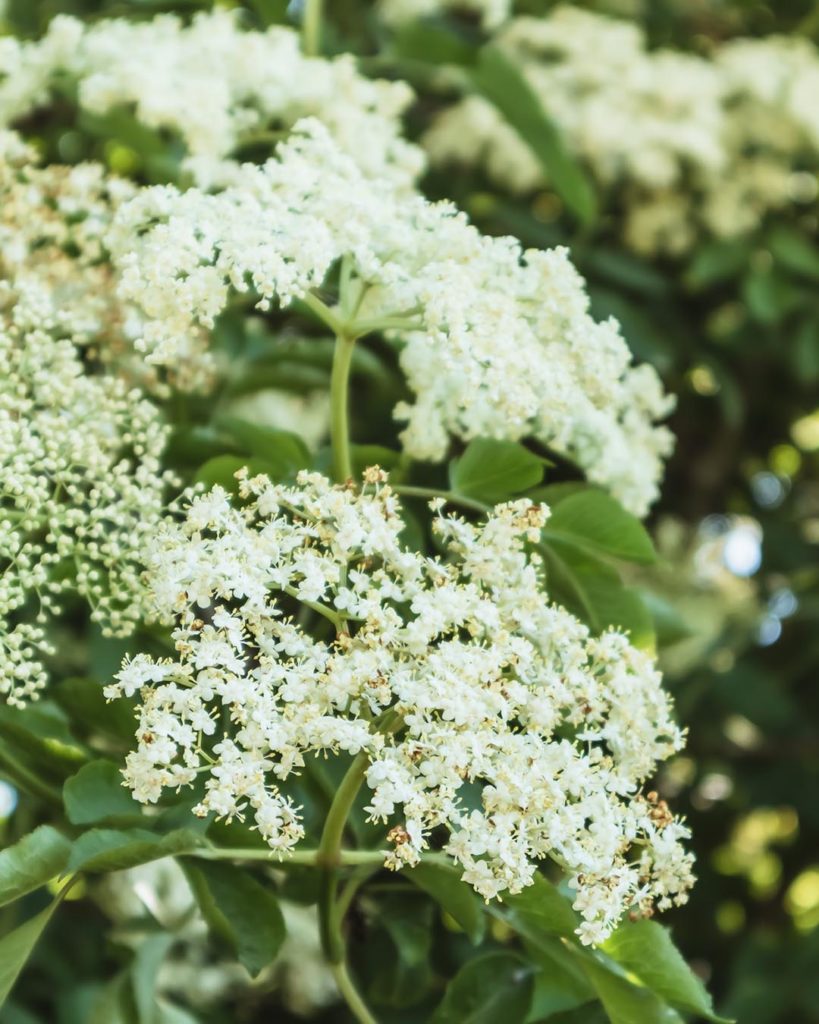 Holunderblüten des schwarzen Holunders