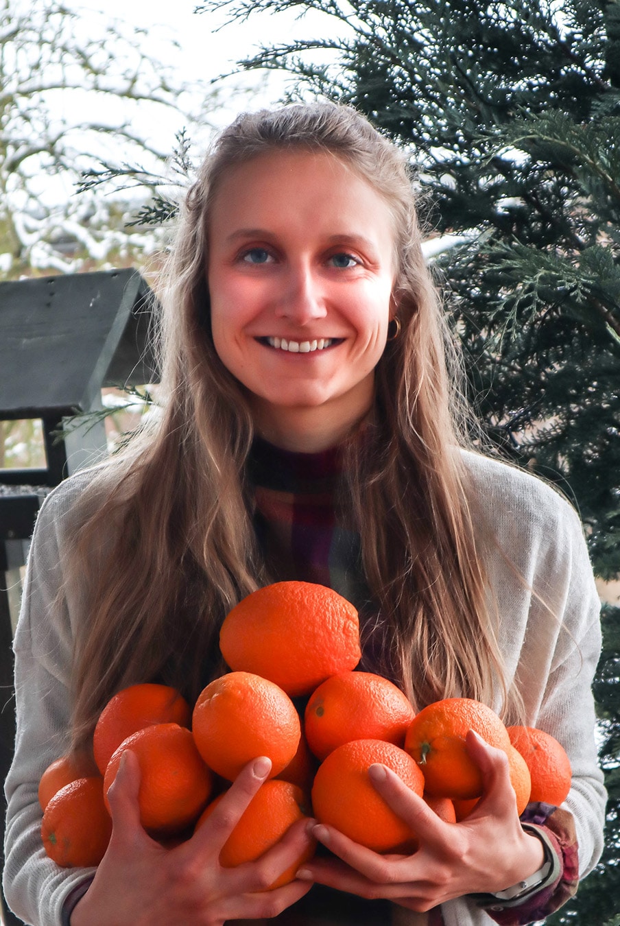 Bio Orangen saisonal und fair kaufen 