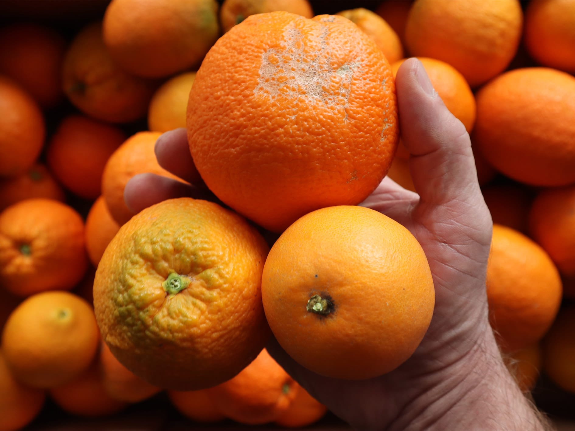 Orangen mit Maklen schmecken genauso gut!